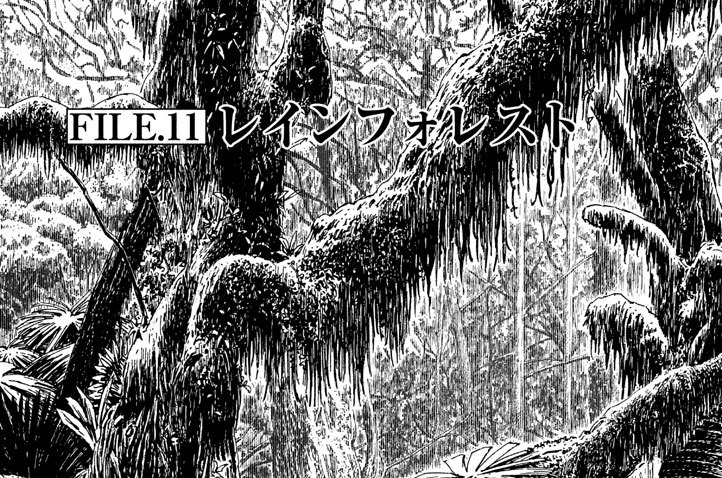 ＦＩＬＥ．１１　レインフォレスト