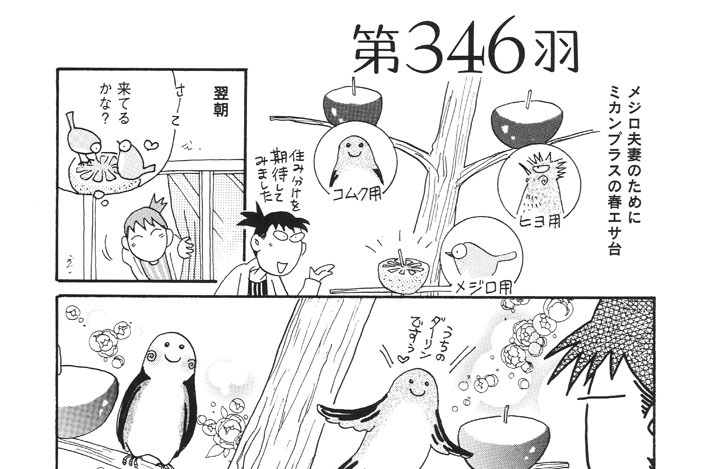 とりぱん とりのなん子 第３４６羽 コミックdays