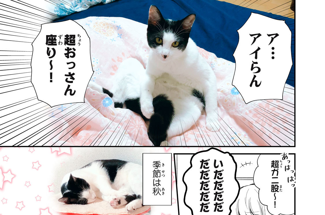 かわいい子猫のアイランド 漫画家が保護猫を引き取った話 若本雪水 第１３話 化け猫アイらん コミックdays